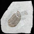 Eldredgeops Trilobite - Ohio #50895-1